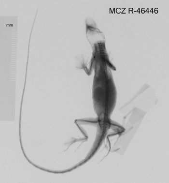 Media type: image;   Herpetology R-46446 Aspect: dorsoventral x-ray
